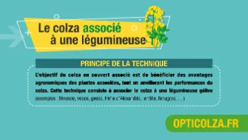 la culture du colza en couvert associé